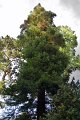 0092Arboretum Vallee aux loups